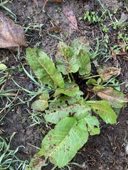 Rumex obtusifolius