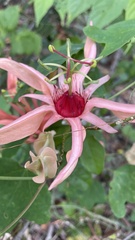 Passiflora aurantia