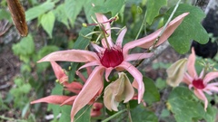 Passiflora aurantia