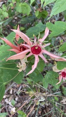 Passiflora aurantia