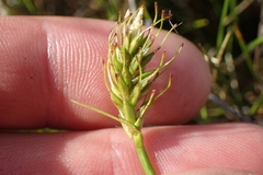 Carex breviculmis