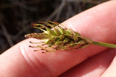 Carex breviculmis