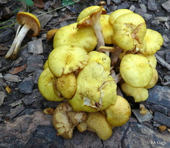 Desarmillaria tabescens image