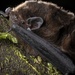 Long-tailed Wattled Bat - Photo (c) Kirsty Myron, some rights reserved (CC BY-NC), uploaded by Kirsty Myron