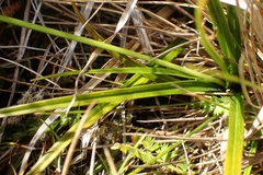 Carex breviculmis