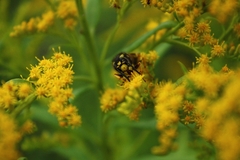 Dolichovespula omissa