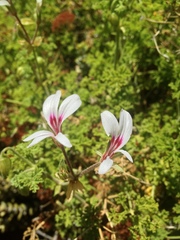 Pelargonium trifidum