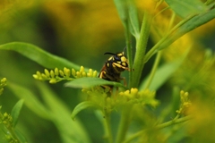 Dolichovespula omissa