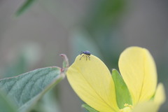 Nanophyinae