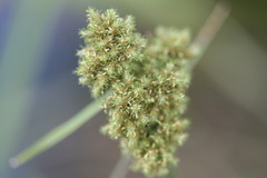 Fuirena umbellata