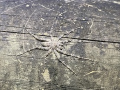 Pandercetes gracilis