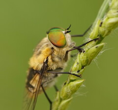 Scaptia patula