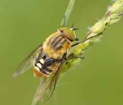 Scaptia patula