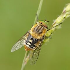Scaptia patula