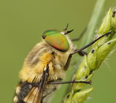 Scaptia patula