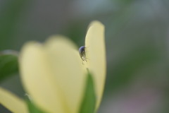 Nanophyinae