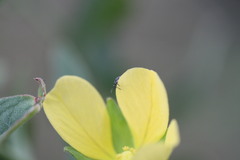 Nanophyinae