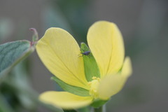 Nanophyinae