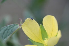 Nanophyinae