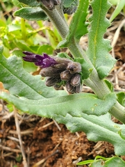 Anchusa