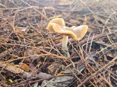 Psilocybe