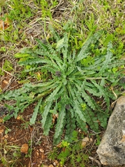 Anchusa