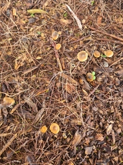 Psilocybe