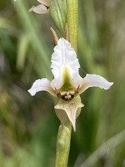 Prasophyllum candidum