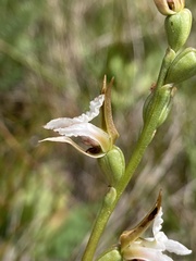 Prasophyllum candidum