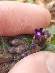 Anchusa