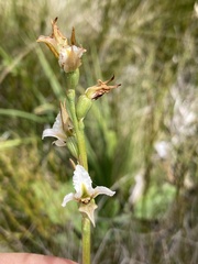 Prasophyllum candidum