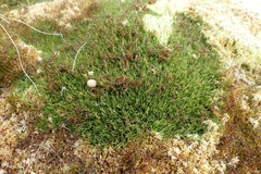 Oreobolus pectinatus