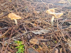 Psilocybe
