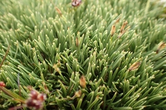 Oreobolus pectinatus