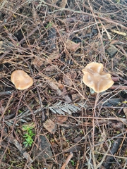 Psilocybe