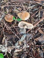 Psilocybe