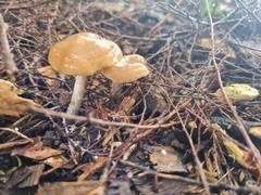 Psilocybe