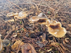 Psilocybe