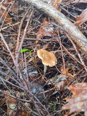 Psilocybe