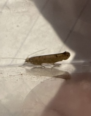 Ypsolopha ustella