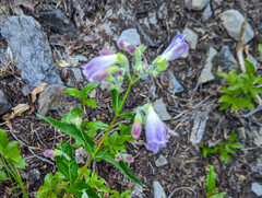 Penstemon cardwellii