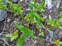 Penstemon cardwellii