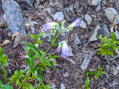 Penstemon cardwellii