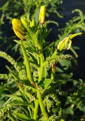 Cleome viscosa