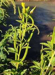 Cleome viscosa
