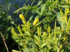 Cleome viscosa