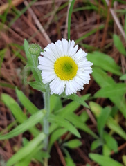 Erigeron longipes
