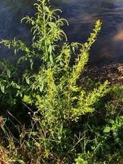 Cleome viscosa