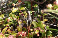 Catantopinae