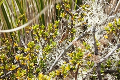 Catantopinae